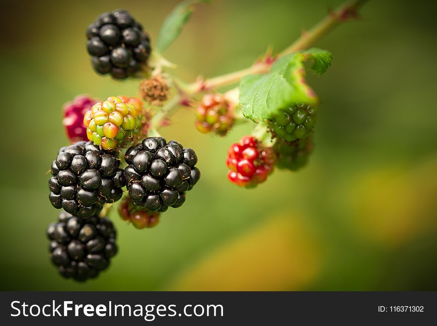 Shallow Focus Photography of Berries