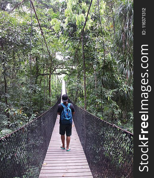 Man Walking On Hanging Bridge In Forest