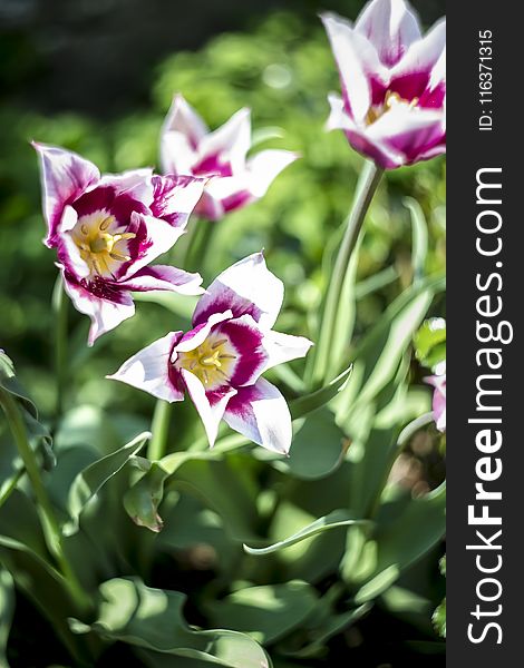 Close-Up Photography of Flowers