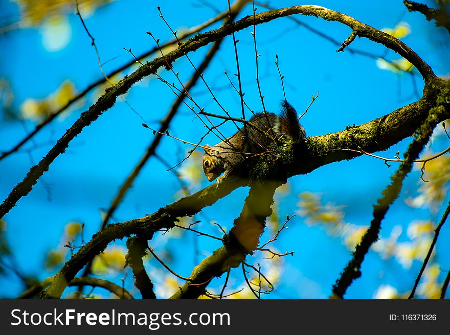 Brown and Gray Squirrel on Brown Tree Branch