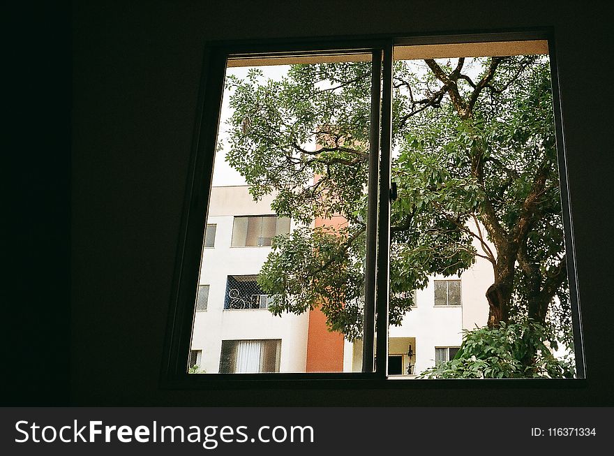 Brown Tree Outside Closed Glass Window