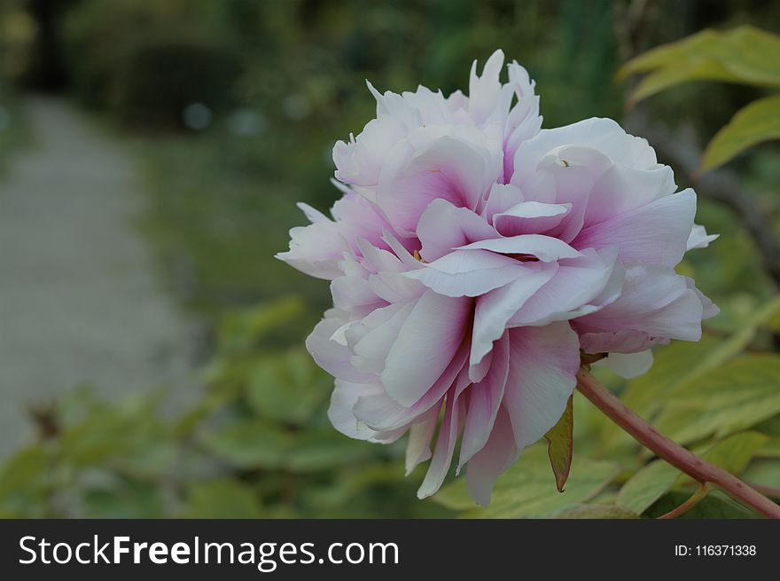 Selective Focus Photography of White and Pink Peony Flower