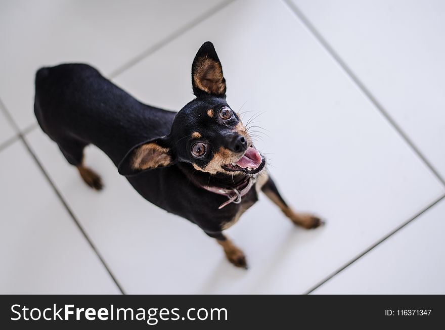 Closeup Photo of Short-coated Black and Tan Puppy