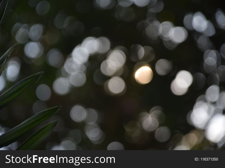 Close Up Photography Of Green Leaf