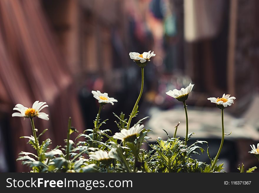 Depth of Field Photography of White Daisy Flowers