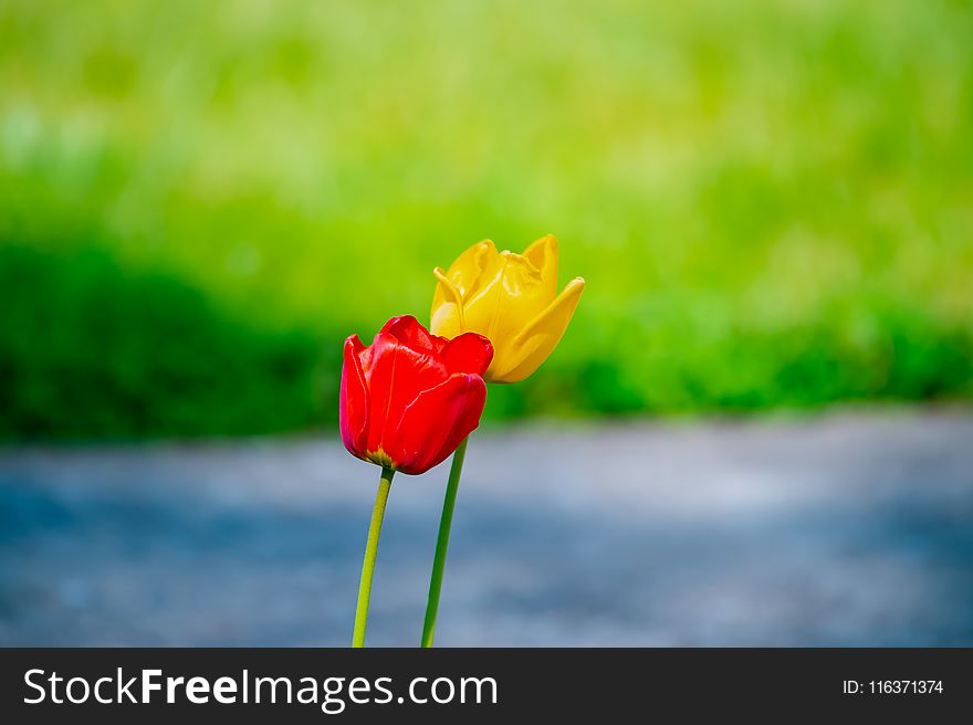 Red And Yellow Tulip Flowers