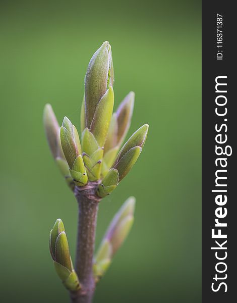 Macro Photography of Plant