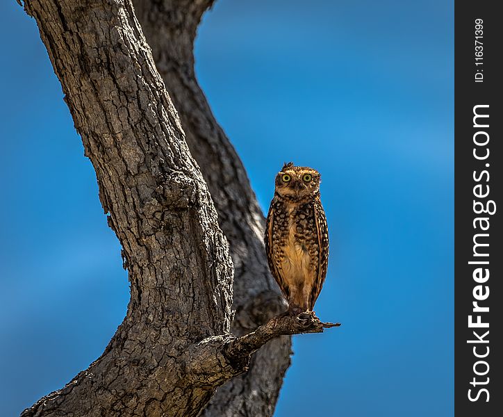 Owl Stand on Branch of Tree
