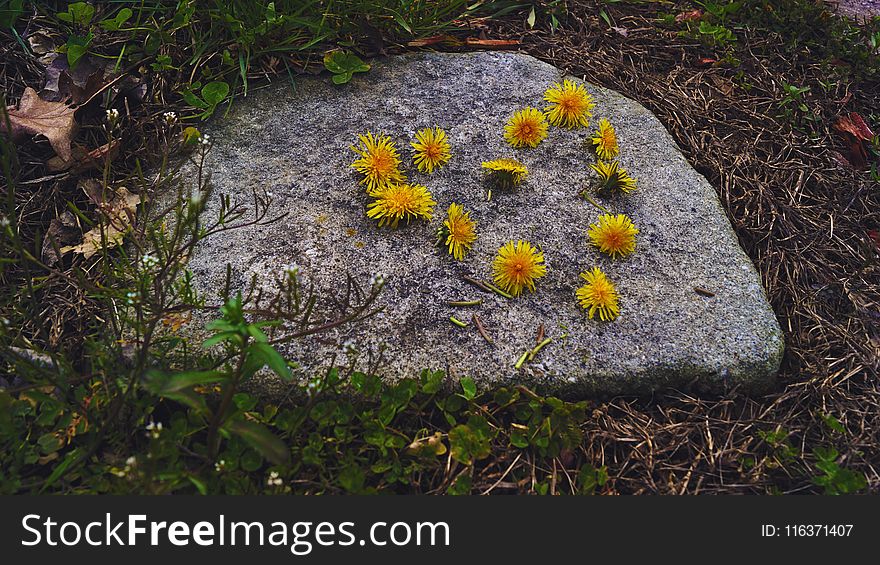 Yellow Petaled Flowers on Top of Gray Rock