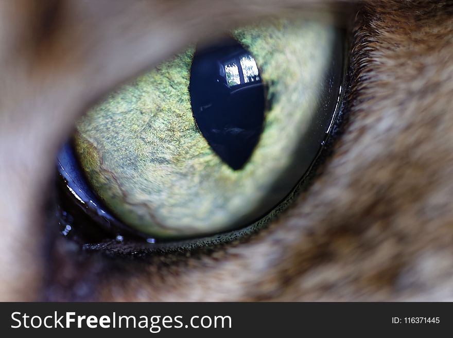 Animal&#x27;s Green Eye