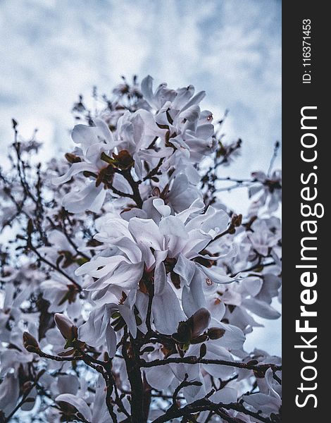 Close-Up Photography Of White Flowers