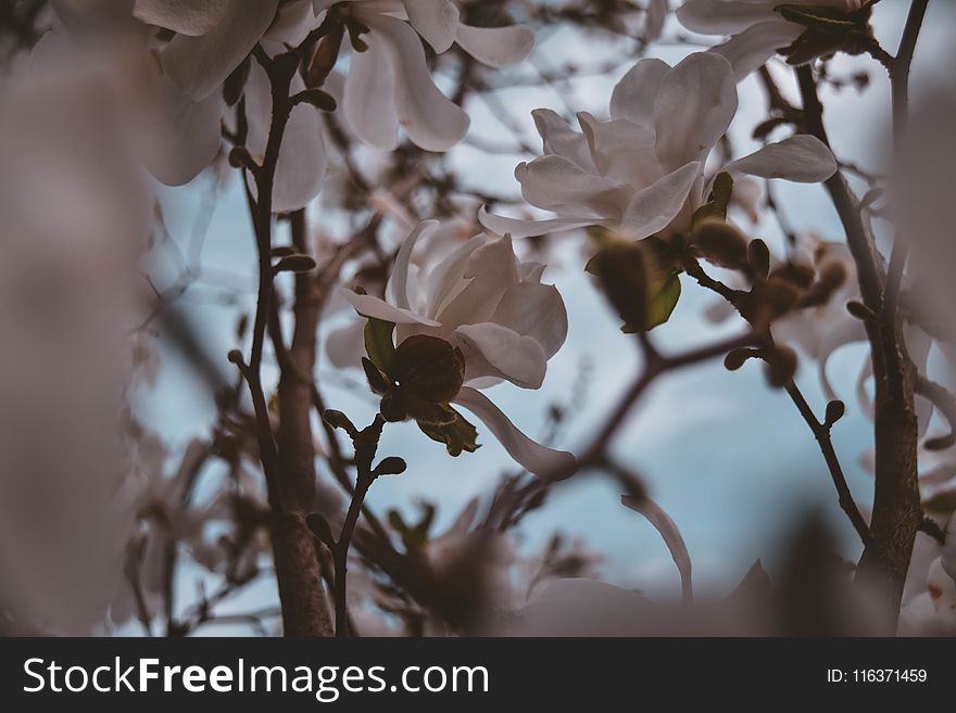 Closeup Photography of White Magnolia Flowers