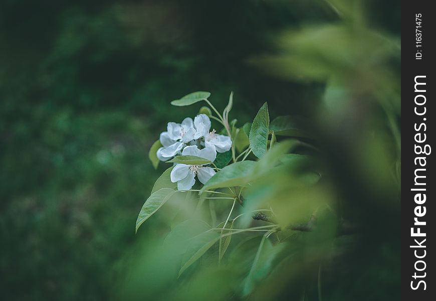 Close-Up Photography of White Flowers