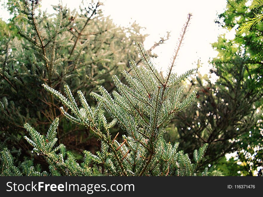 Close-Up Photography of Pine Leaves