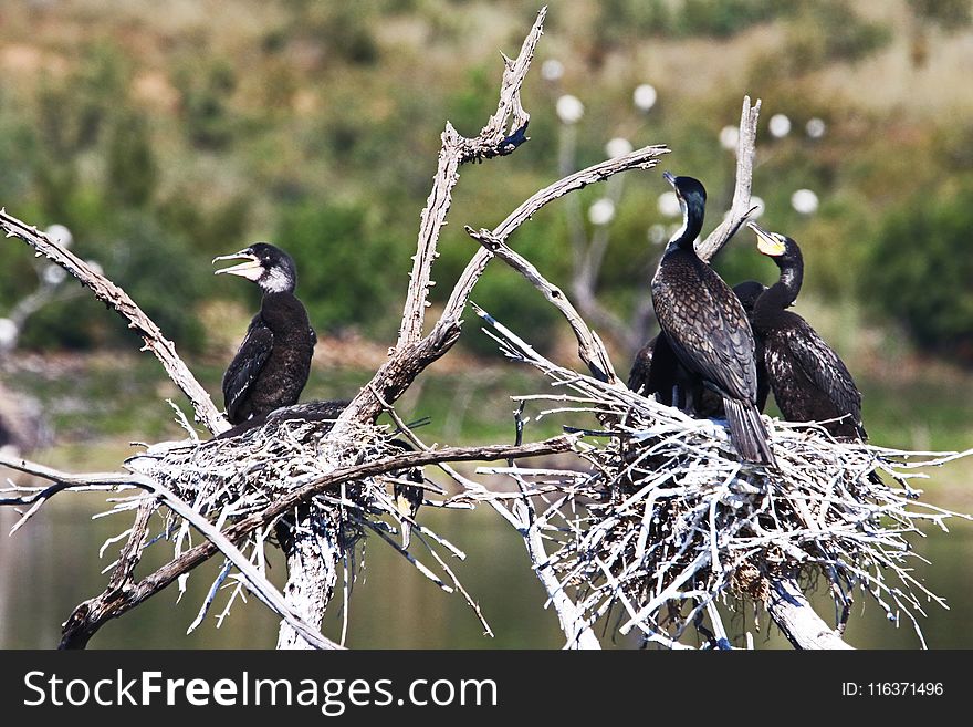 Close-Up Photography of Black Birds Perched on Branch