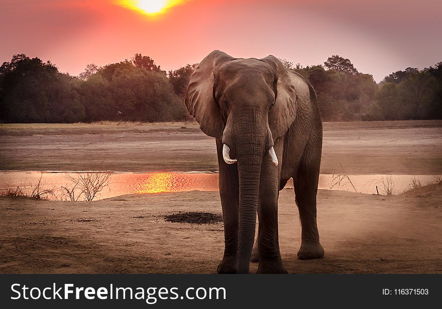 Wildlife Photography of Elephant during Golden Hour