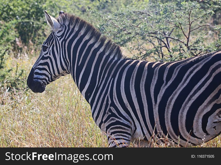 Close-Up Photography of Zebra