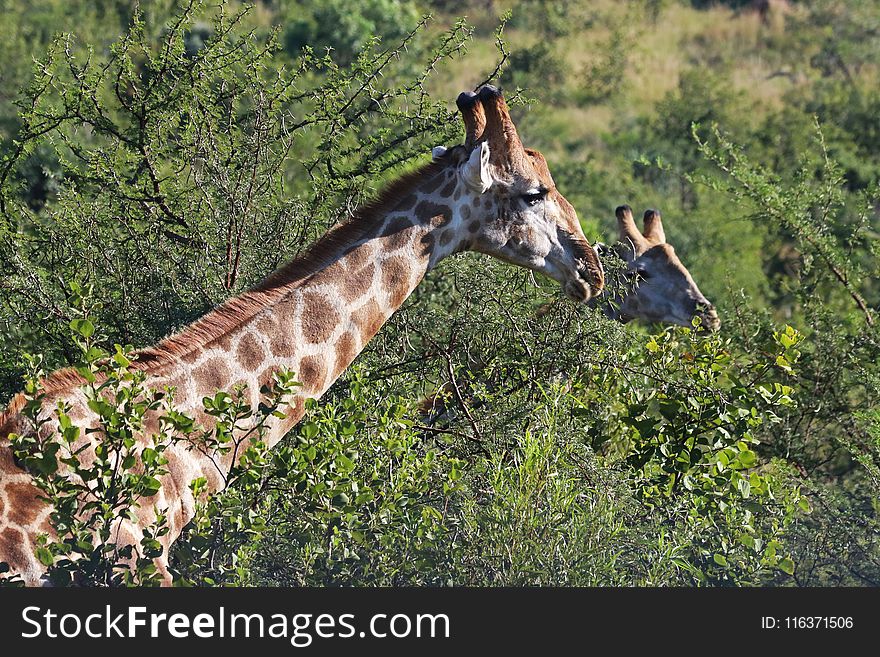 Close-Up Photography of Giraffe Near Trees