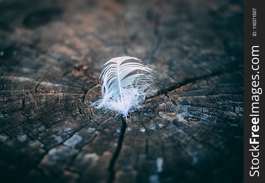 Close-Up Photography Of Feather On Tree Stump