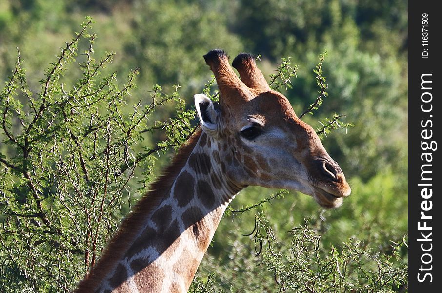 Close-Up Photography of Giraffe Head