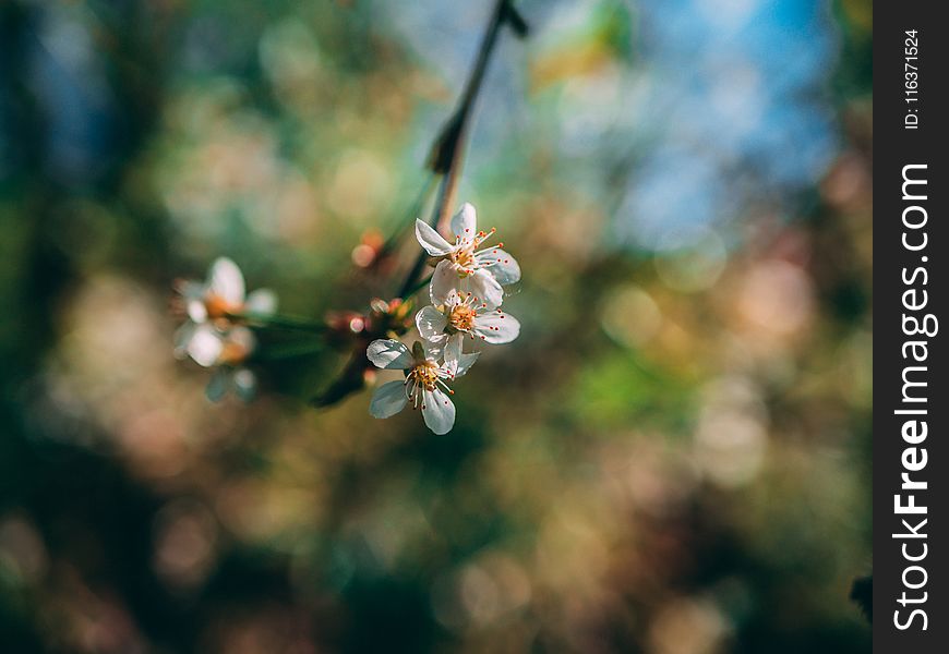 Shallow Focus Photo of White Flowers
