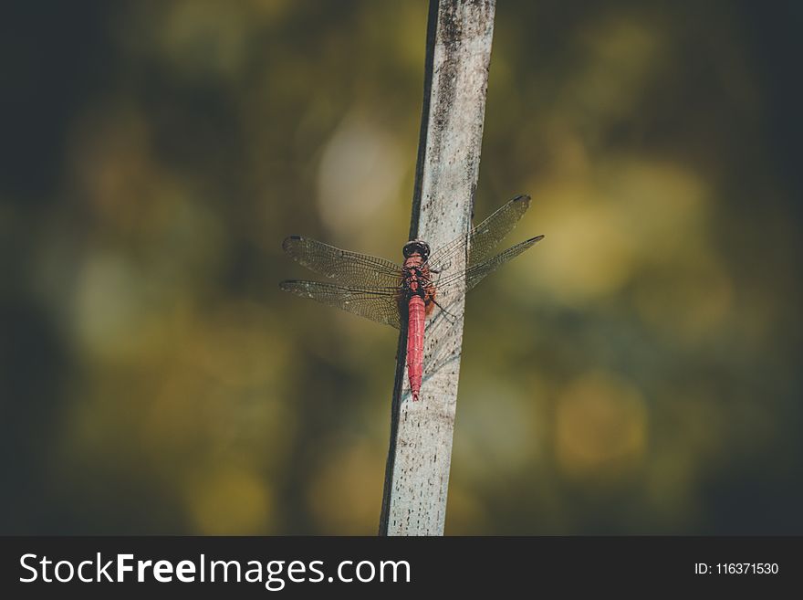 Red Dragonfly on Grey Branch