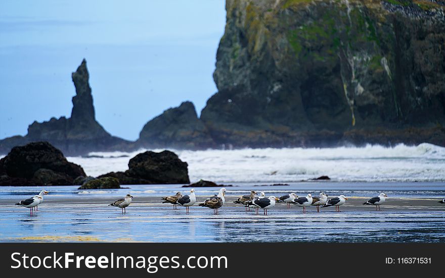 Photography Of Seagulls On Seashore