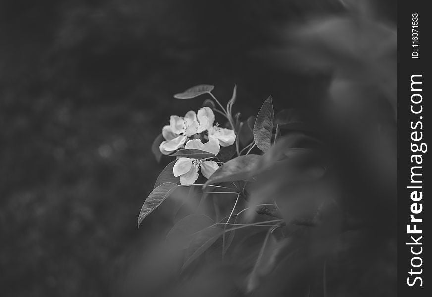 Grayscale Photography of Flowers