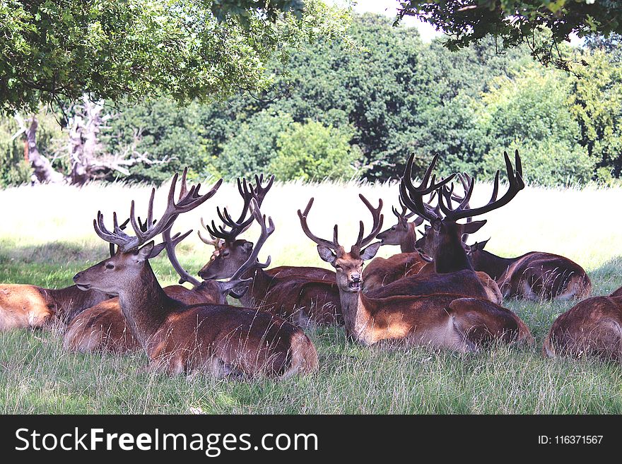 Group of Deers