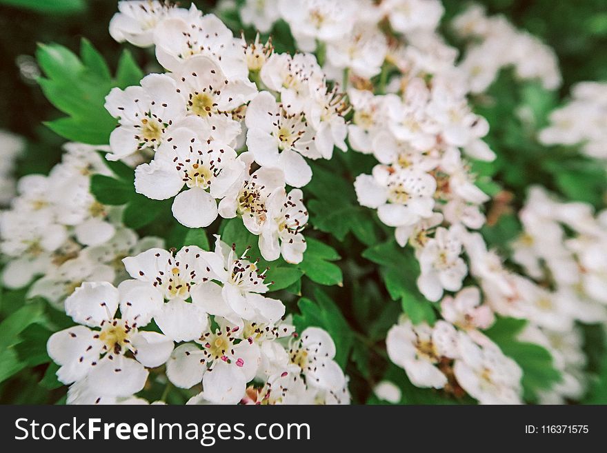 White Flowers