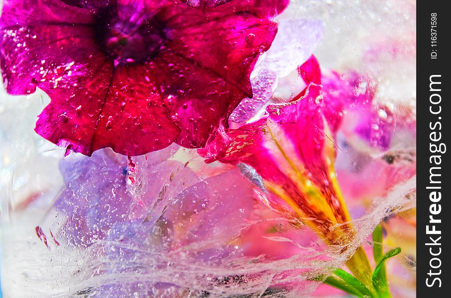 Closeup Photography of Pink Petunia Flower