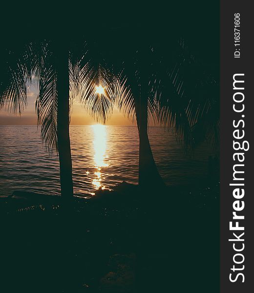 Photo of Two Coconut Trees on Beach at Sunset
