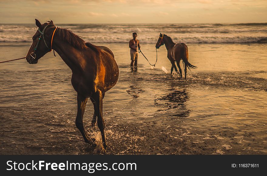 Two Brown Horse on Sea