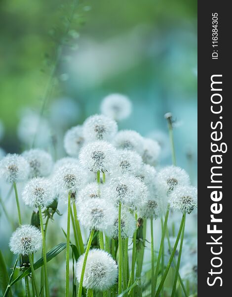 Many white fluffy dandelion flowers on the meadow. A joyous light-hearted mood. Soft selective focus.