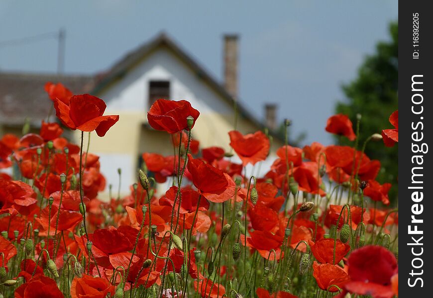 Abstract of field of red poppies under blue sky with blurry house in background from a low view point. Abstract of field of red poppies under blue sky with blurry house in background from a low view point