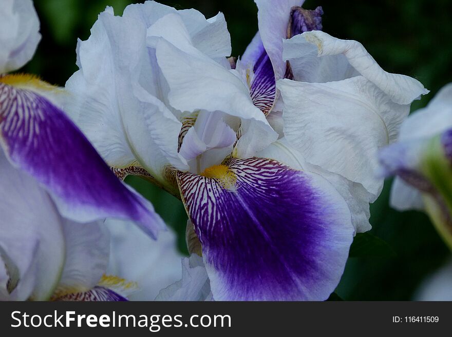 Violet and white Iris with blurry deep green background