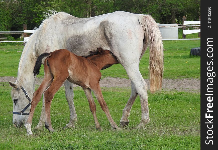 Horse, Mare, Foal, Pasture