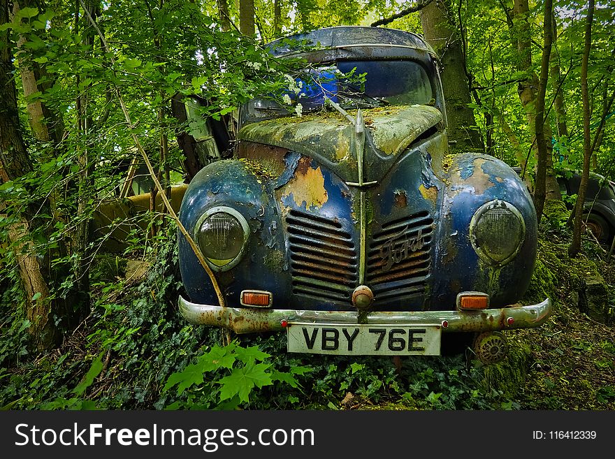 Motor Vehicle, Car, Nature, Woody Plant