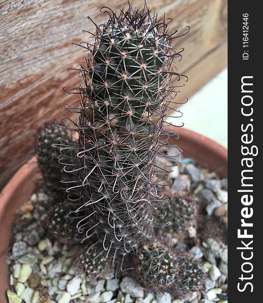 Plant, Cactus, Thorns Spines And Prickles, Flowering Plant