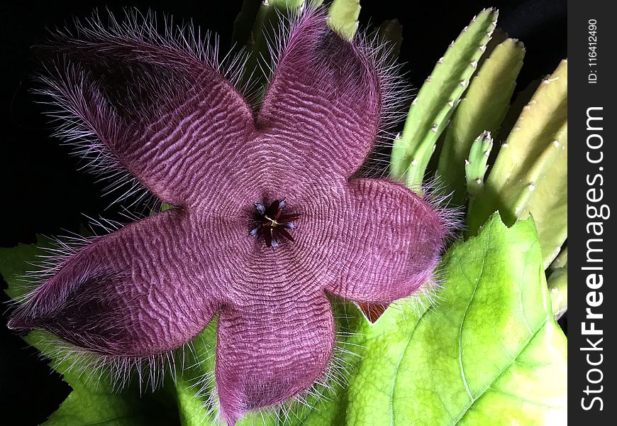 Flower, Flora, Plant, Purple