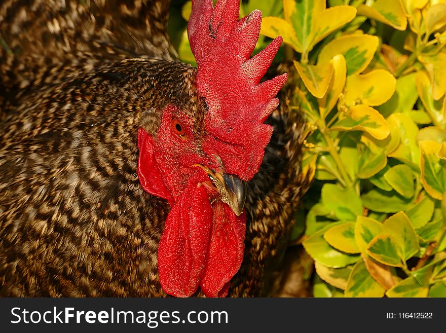 Chicken, Galliformes, Rooster, Beak