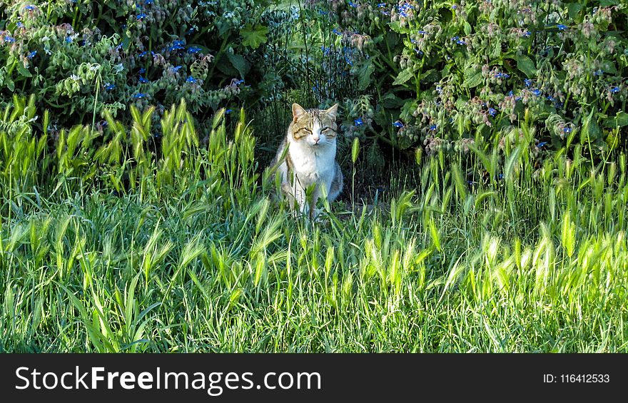 Wildlife, Grass, Ecosystem, Fauna