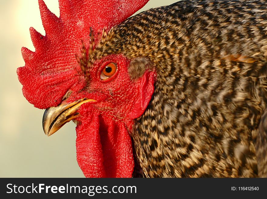 Chicken, Beak, Red, Galliformes