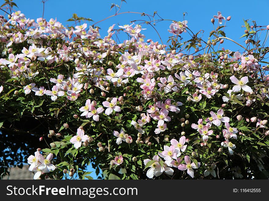 Plant, Flower, Flowering Plant, Flora