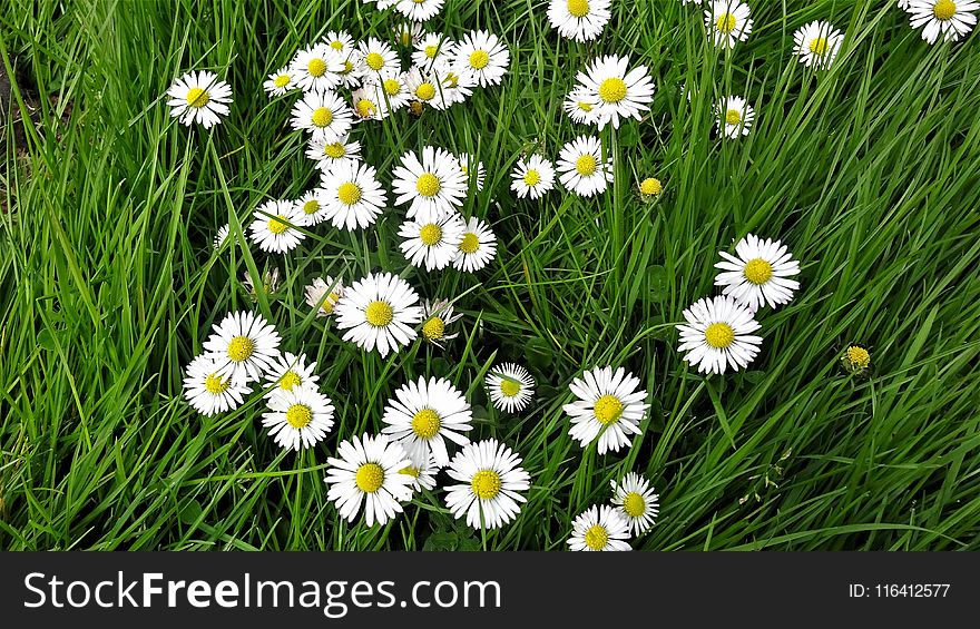 Flower, Grass, Oxeye Daisy, Plant