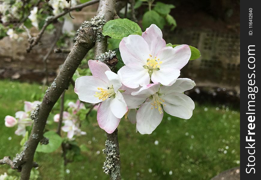 Blossom, Spring, Flower, Flora