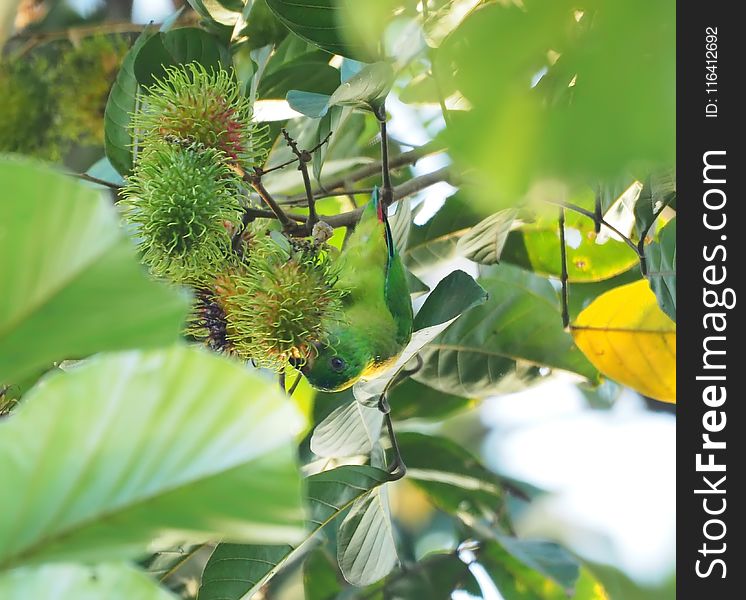 Flora, Plant, Leaf, Tree