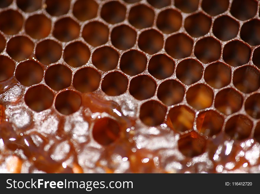 Honeycomb, Honey Bee, Membrane Winged Insect, Pattern