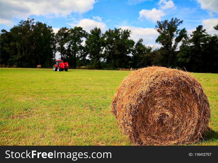 Hay, Field, Grassland, Grass