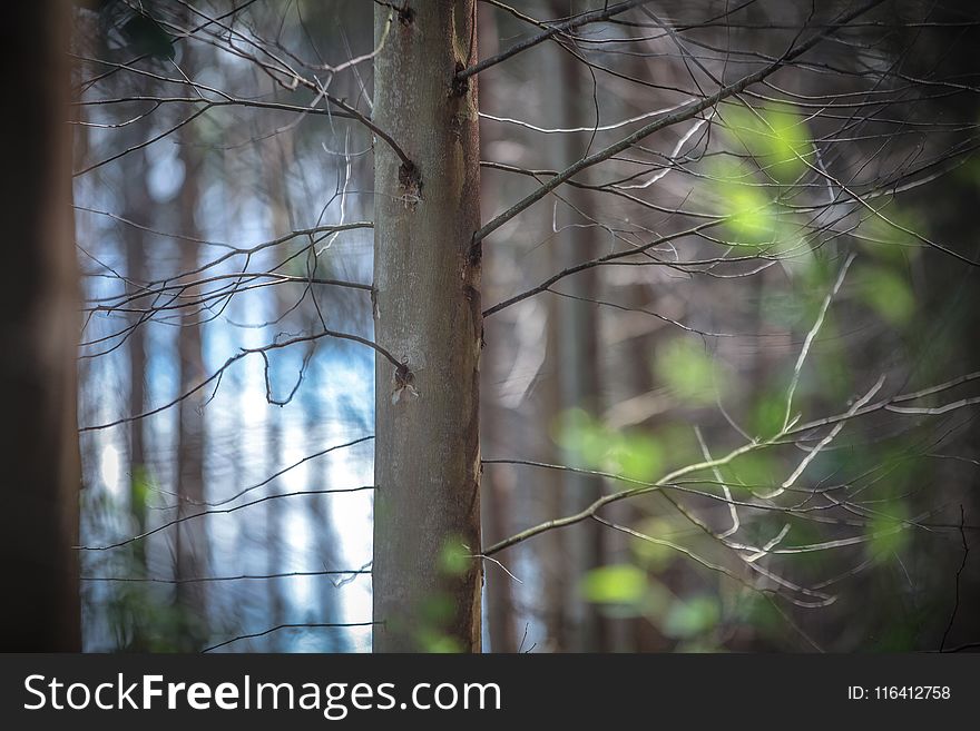 Branch, Tree, Leaf, Woody Plant